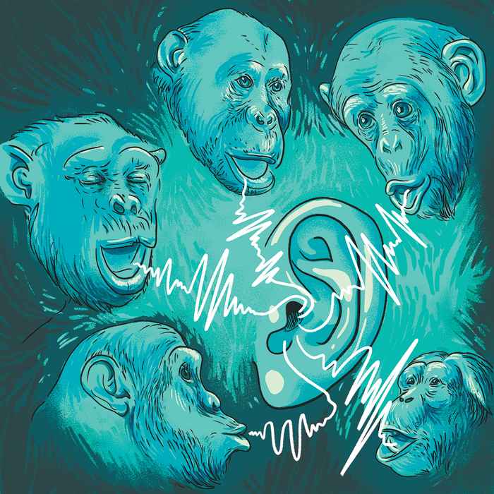 Chimpanzees making sounds, human ear listening to it